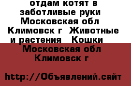 отдам котят в заботливые руки - Московская обл., Климовск г. Животные и растения » Кошки   . Московская обл.,Климовск г.